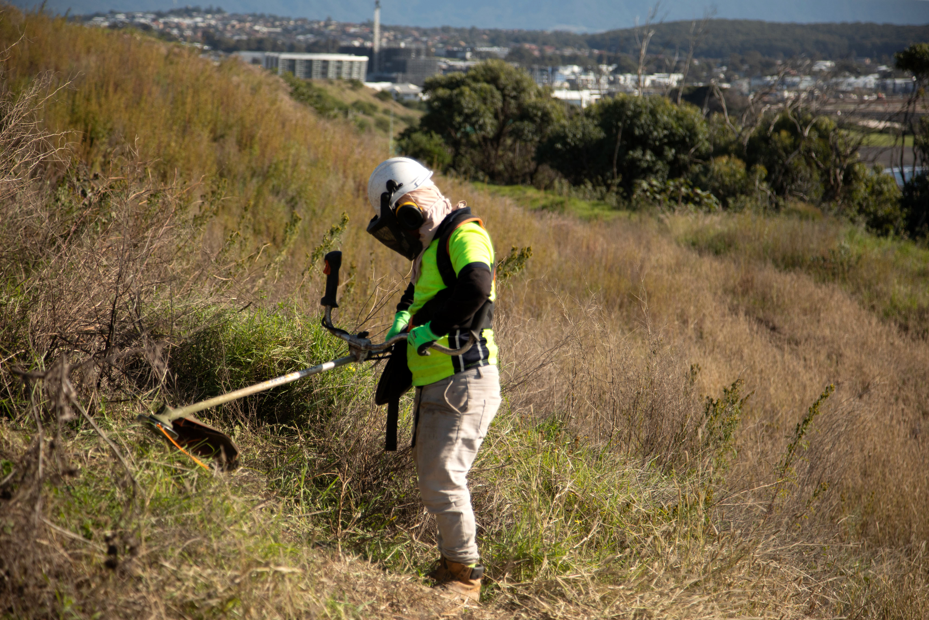 305A9170 Person in full PPE gear using a whipper snipper to clear long grass